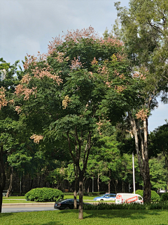 Bo大胖小胖采集到植物单体