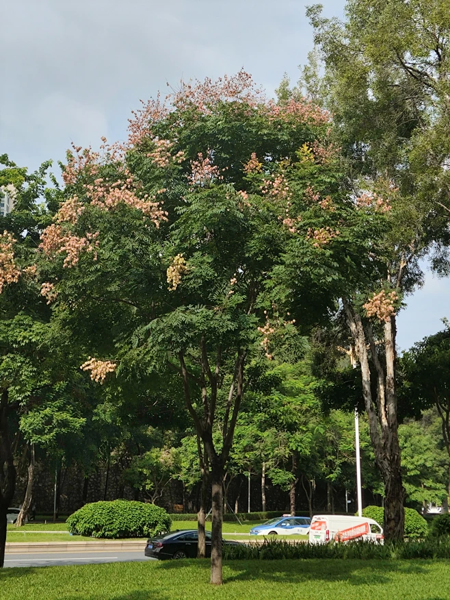 栾树-花瓣网