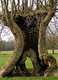 Ancient Ash Pollard tree