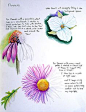 This contains an image of: Nature Colored Pencil Class at VAAL Lesson #3 Flowere/Plants