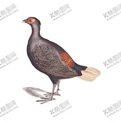 鸟类 【酷图网】鸟类,手绘鸟类,小鸟,绘画,鸟类插画,野生动物,黄鹂鸟,杜鹃鸟,保护动物,手绘小鸟,画眉鸟,鸽子,手绘,手绘插画,插画,蝴蝶,昆虫,蚱蜢,手绘蚱蜢,螳螂,手绘螳螂,手绘蝴蝶,手绘昆虫,动物世界,彩蝶,彩铅