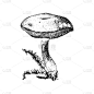 hand drawn xerocomus subtomenteux mushroom