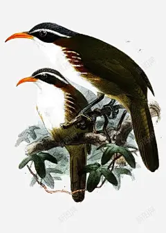 手绘花鸟画 免抠png 设计图片 免费下载 页面网页 平面电商 创意素材