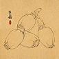 ipad绘画｜白描 莲藕 - 小红书