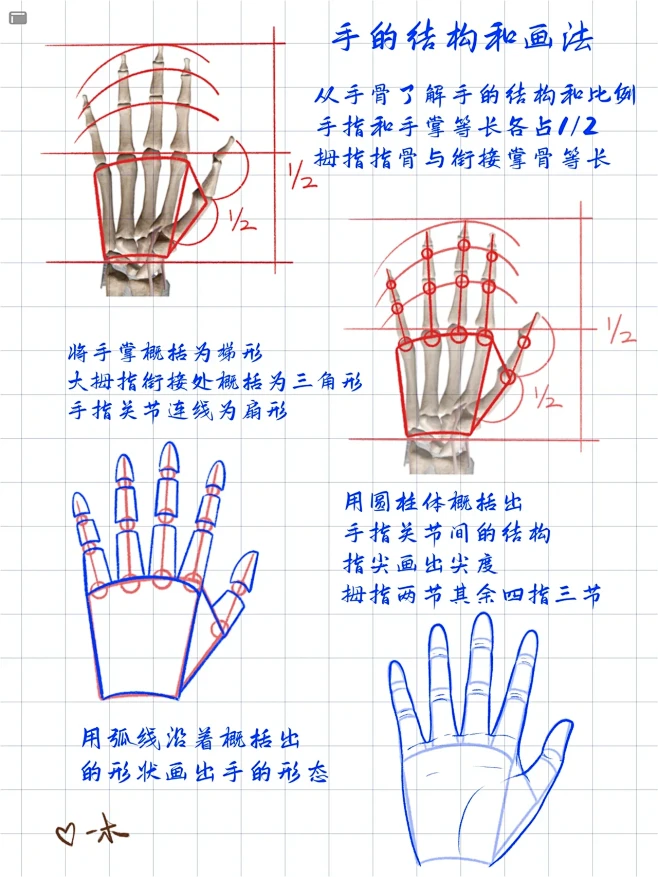 人体结构｜手的比例和形状概括法 绘画步骤-花瓣网