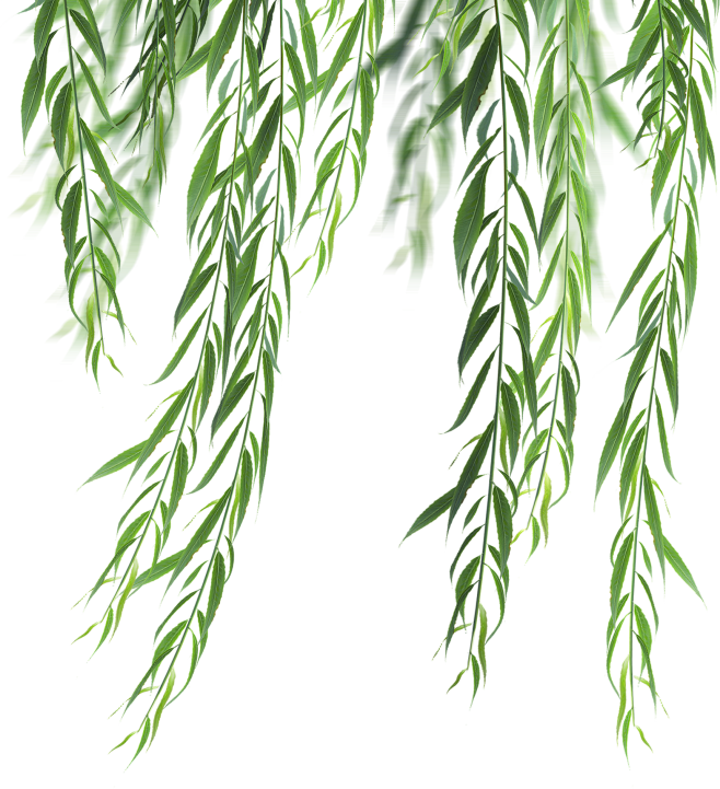 柳条，柳树，柳叶，柳枝，高清植物免抠素材