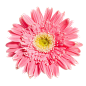 一朵菊花 粉色花朵 免扣透明素材