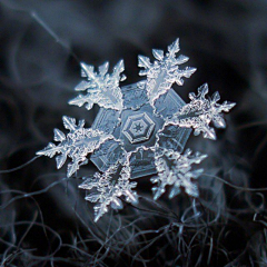 左宁_采集到夜深知雪重，时闻折竹声