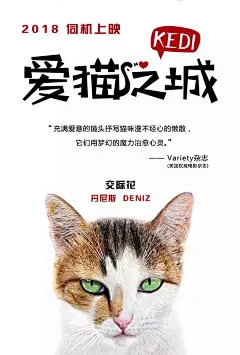 爱猫之城 Kedi 海报
