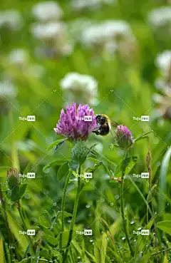 三叶草 草甸三叶草 手机壁纸 开花 三叶草开花 熊蜂 昆虫 觅食