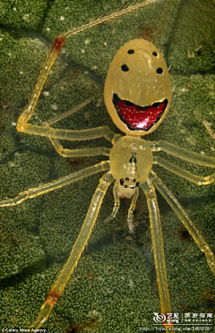 Monster_Medusa采集到G 参·乌鸦蜘蛛 暗黑生物