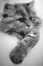 Paul Lung 利用铅笔画下了一系列逼真的猫图，就像是拍摄下的黑白照片。不只是毛皮看起来真实的令人难以置信，在眼睛的锐度和清晰度也不可思议，他也完全仅仅利用自己的铅笔赐予他们生命。