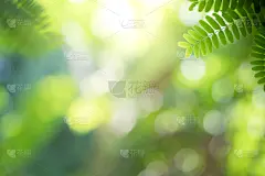 日光,留白,清新,环境,自然,绿色,概念,叶子,夏天
