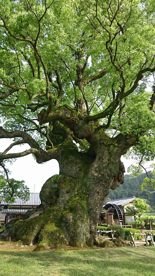 其中包括图片：