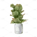 手绘清新绿植盆栽