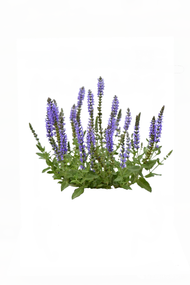 鼠尾草4