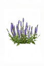 鼠尾草4