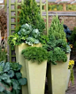 容器花园（Container Garden）设计-花园庭院设计新趋势