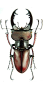 Lucanidae 锹