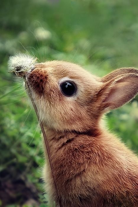 兔兔 