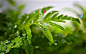 谷雨，谷得雨而生也。

4月20日是春天的最后一个节气：谷雨。它是二十四节气的第六个节气，也是春季的最后一个节气。
古人有云：“雨生百谷”。谷雨节气的到来意味着寒潮天气基本结束，气温回升加快，谷类农作物快速生长。