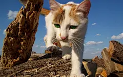 懒样小猫咪高清桌面壁纸桌面壁纸3