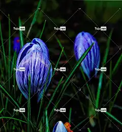番红花 花园 春天 美丽的花朵 花壁纸 花 自然 植物 装饰性的