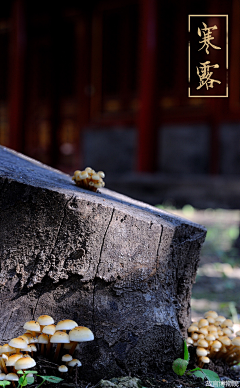 呦哟采集到二十四节气