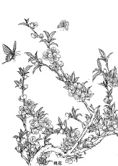 【   工笔画 ·《百花线描画谱》…  】 ​ ​​​​