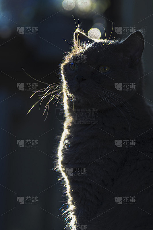 一只猫的剪影在黑暗中与散焦