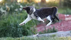 高清小萌猫桌面壁纸  #优质# #动物# #高清#