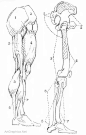 george bridgman constructive anatomy - Google Search