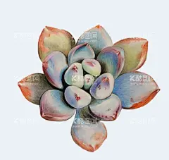 png格式植物花卉手绘素材  - 源文件下载【酷图网】插画,卡通,花型,手绘,盆栽,植物,花卉,素材,插图,花朵,多肉,