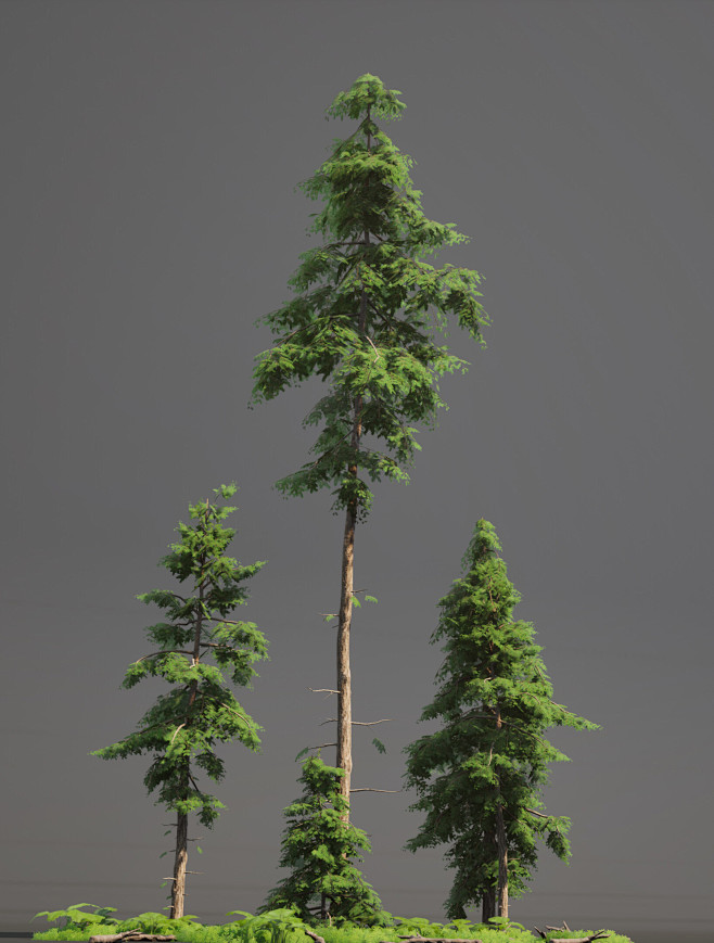 Pine Tree Forest