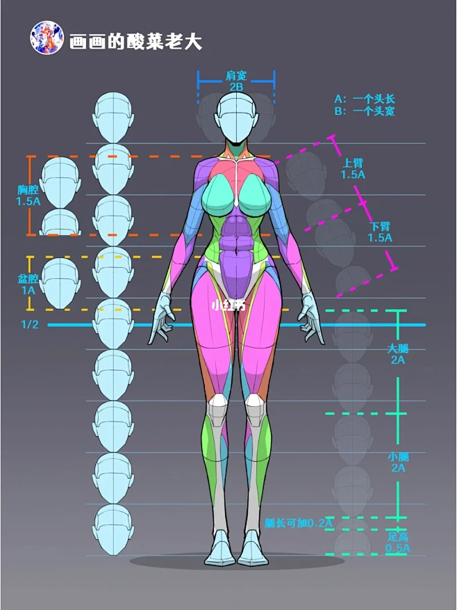 女人体比例概括35/100