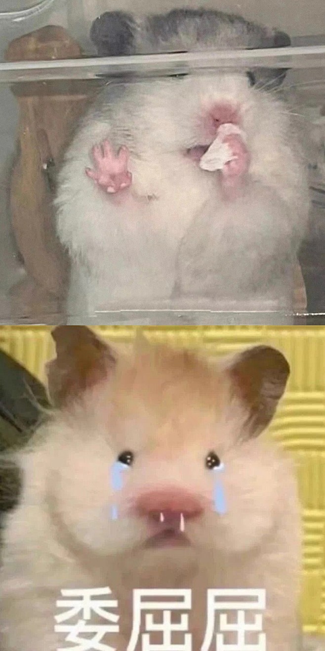 鼠鼠表情包