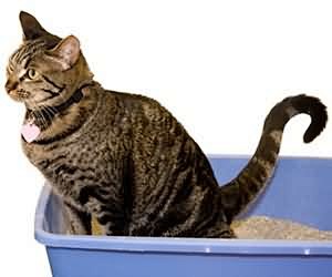 貓咪愛亂尿 訓練上廁所有方法
http:...