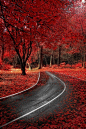 Red Autumn by Alfon No 