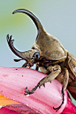 Rhinoceros Beetle | Colin Hutton Photography: 