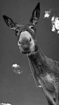 ^ donkey or monkey