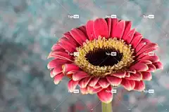 花 花壁纸 花园 花瓣 盛开 开花 美丽的花朵 花卉背景 植物群