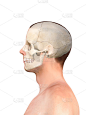 人的头部轮廓与头骨和大脑3D渲染