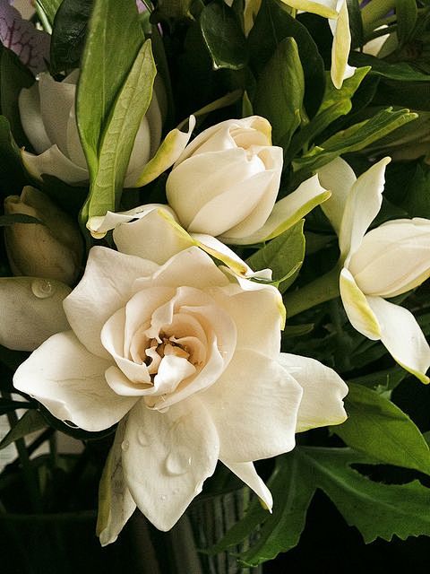 simply gardenia...#春...