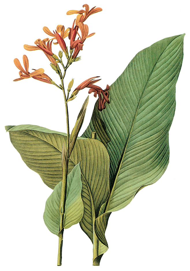 叶子 花  PNG