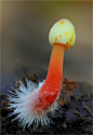 Gelborangemilchender Helmling Mycena crocata