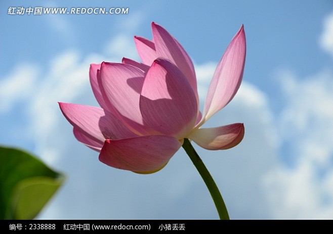[阳光下的荷花]