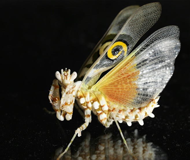 fnyx10561607刺花螳螂羽化