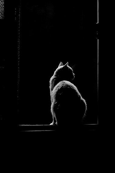 #晚安的图# 晚安，猫