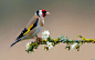 Colorful Bird On Flowering Branch Wallpaper
色彩斑斓的鸟在花枝壁纸下载 标签: 鸟 , 动物 , 色彩斑斓的 , 树枝 , 花 添加: 结婚,2013年10月30日 全尺寸图片: 1920 x 1200 - 427 KB jpg