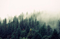 Rainforest - Free Forest Stock Photos